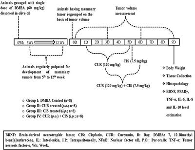 Curcumin Ameliorates Cisplatin-Induced Nephrotoxicity and Potentiates Its Anticancer Activity in SD Rats: Potential Role of Curcumin in Breast Cancer Chemotherapy